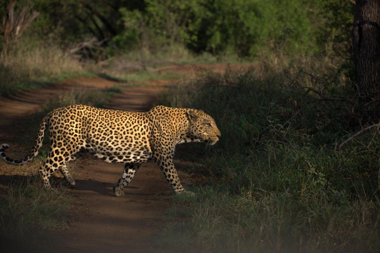 Karongwe Portfolio - Kuname Lodge Karongwe Game Reserve Eksteriør bilde