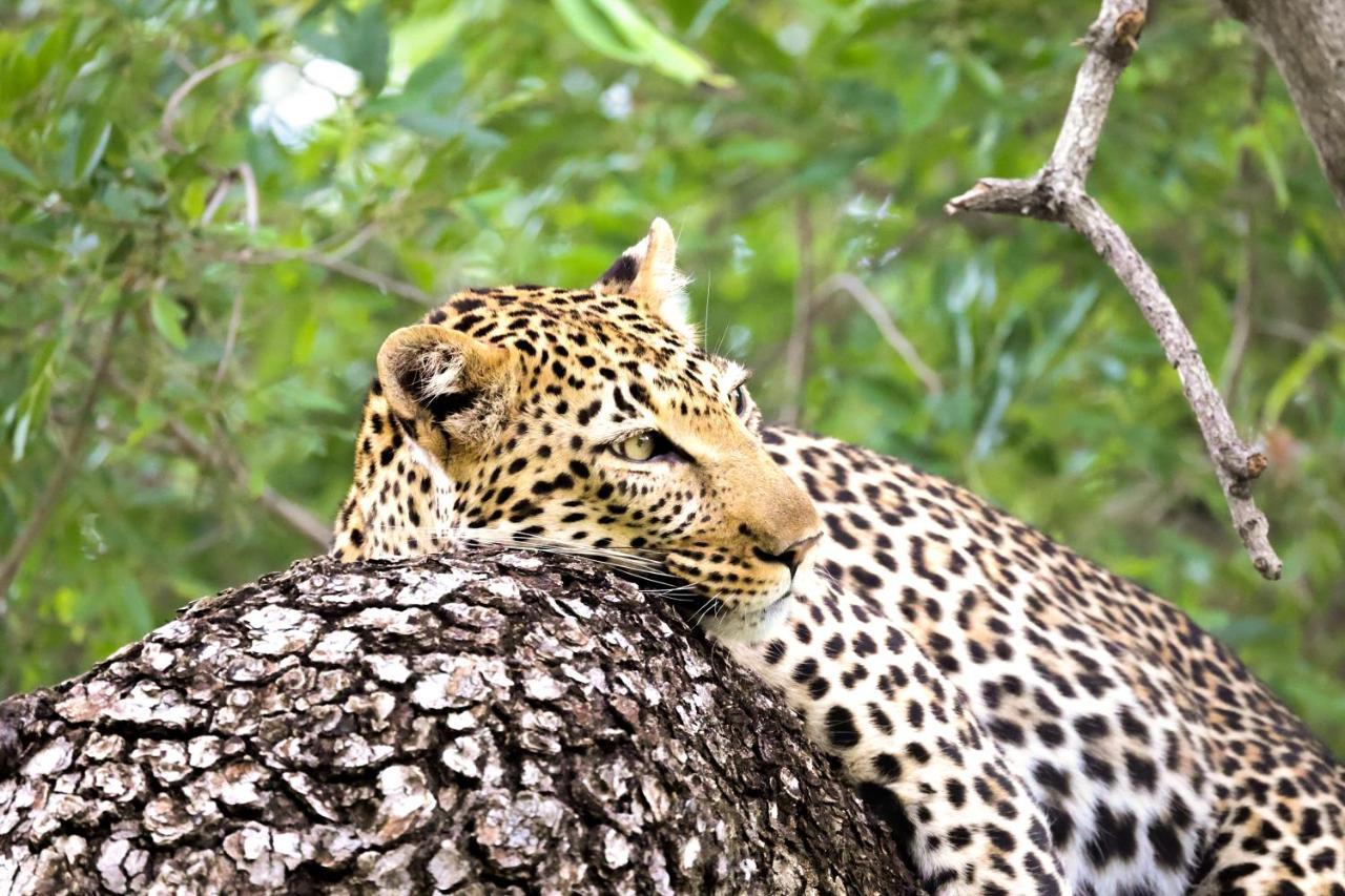Karongwe Portfolio - Kuname Lodge Karongwe Game Reserve Eksteriør bilde