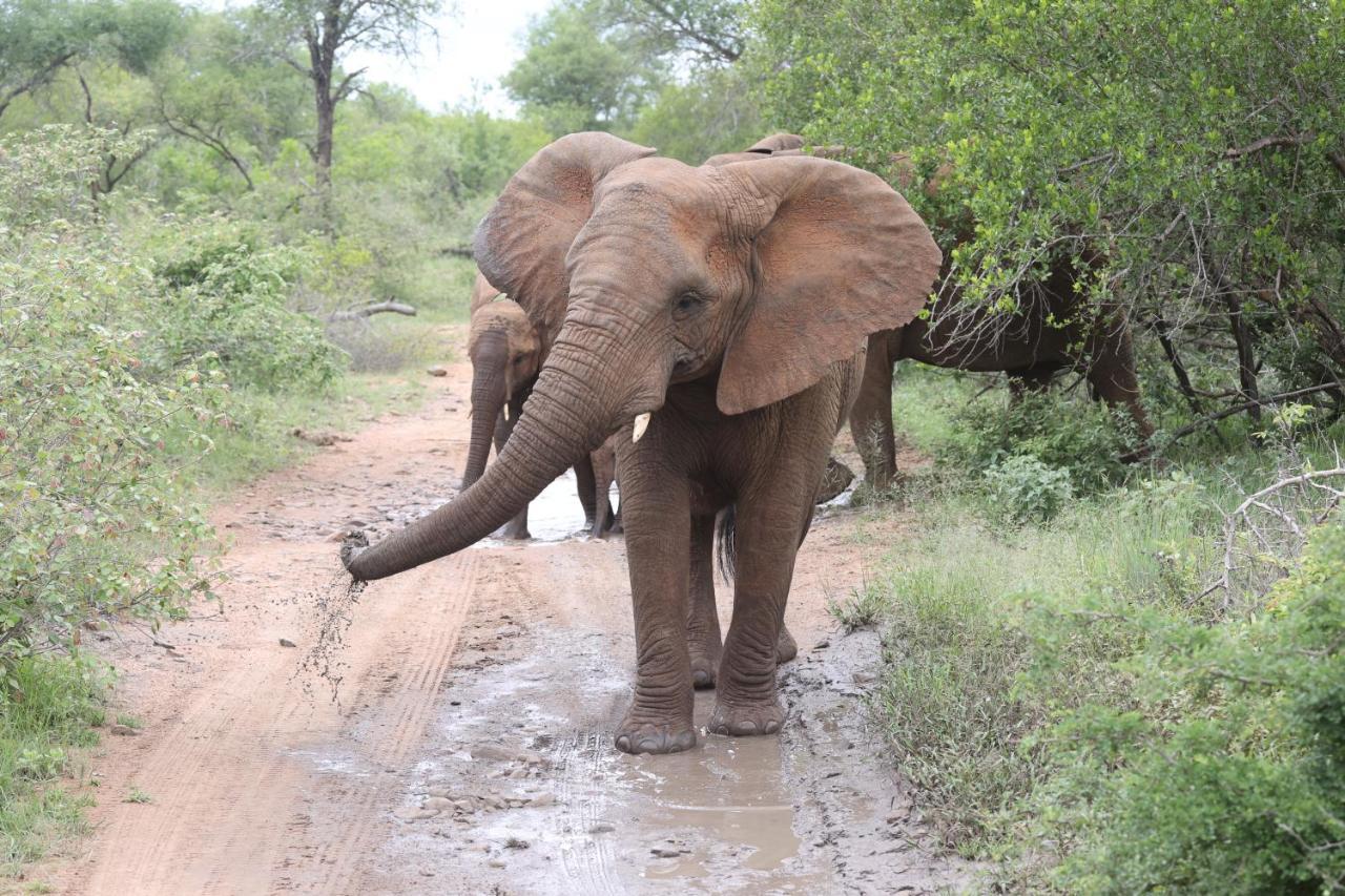 Karongwe Portfolio - Kuname Lodge Karongwe Game Reserve Eksteriør bilde