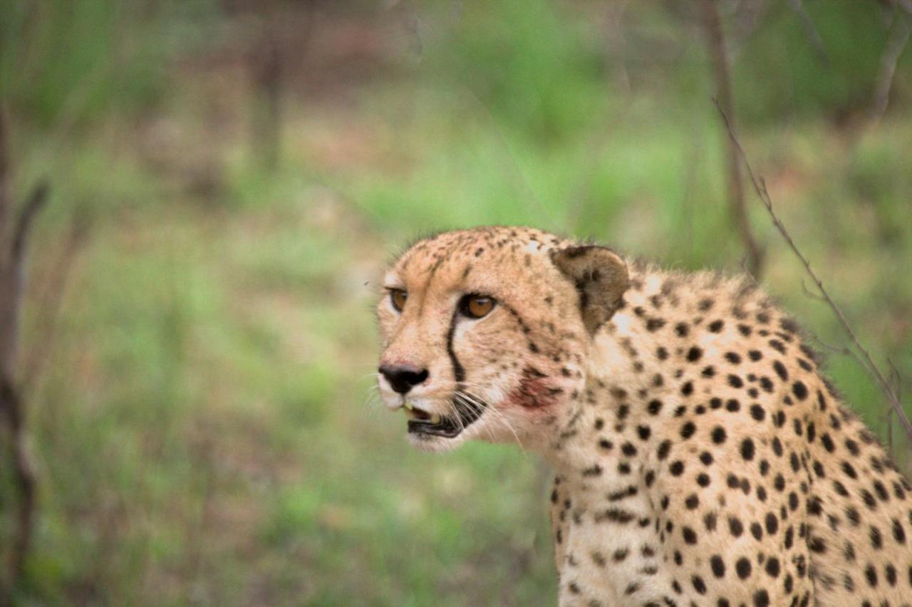 Karongwe Portfolio - Kuname Lodge Karongwe Game Reserve Eksteriør bilde