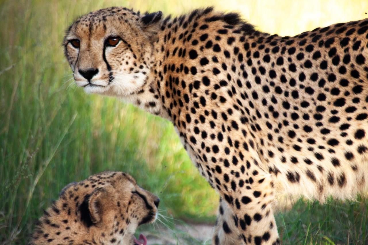 Karongwe Portfolio - Kuname Lodge Karongwe Game Reserve Eksteriør bilde