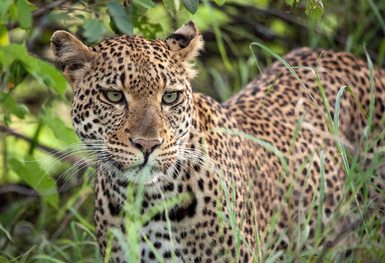 Karongwe Portfolio - Kuname Lodge Karongwe Game Reserve Eksteriør bilde