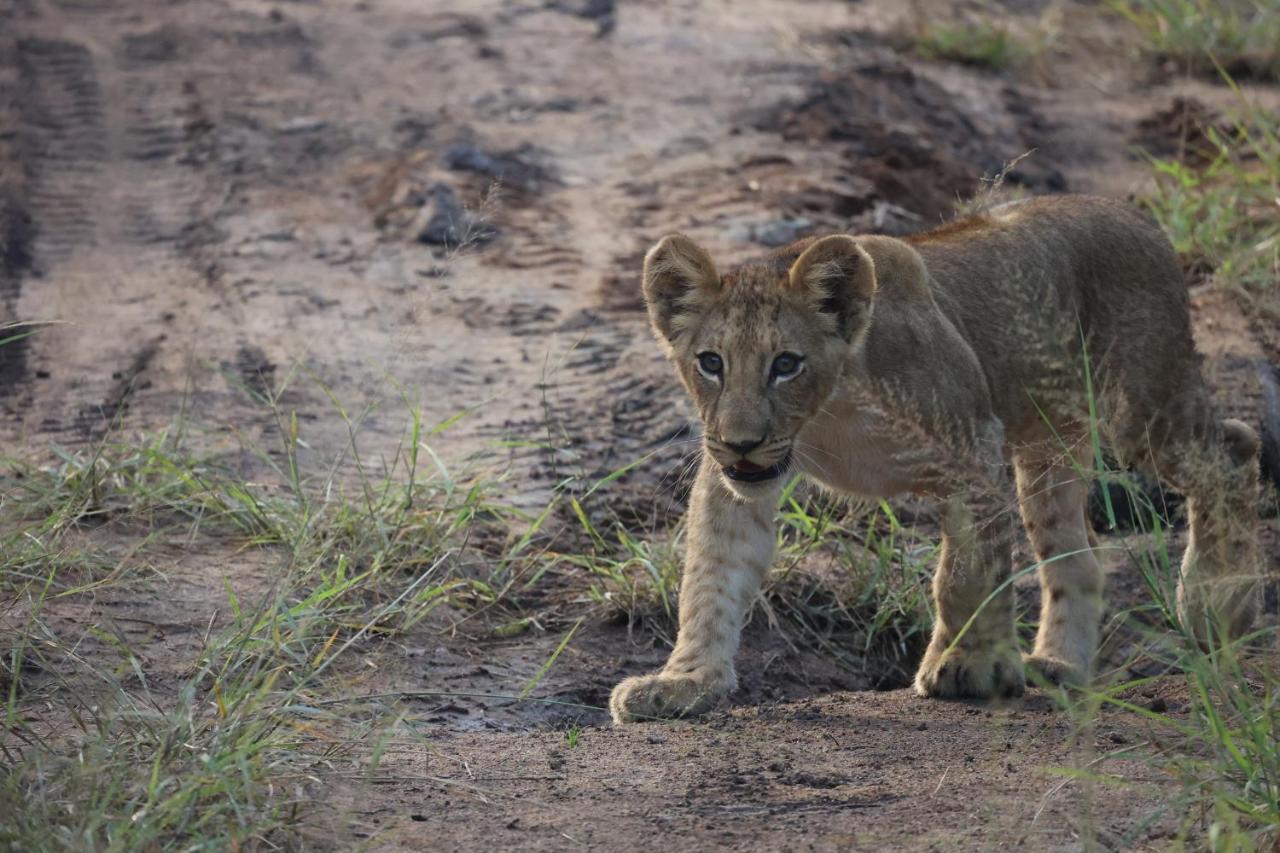 Karongwe Portfolio - Kuname Lodge Karongwe Game Reserve Eksteriør bilde