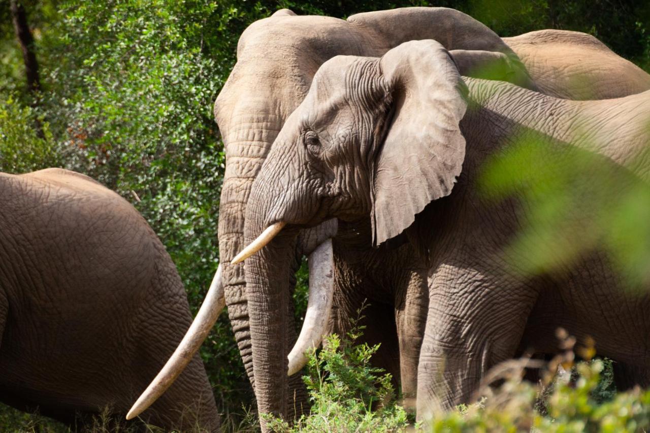 Karongwe Portfolio - Kuname Lodge Karongwe Game Reserve Eksteriør bilde