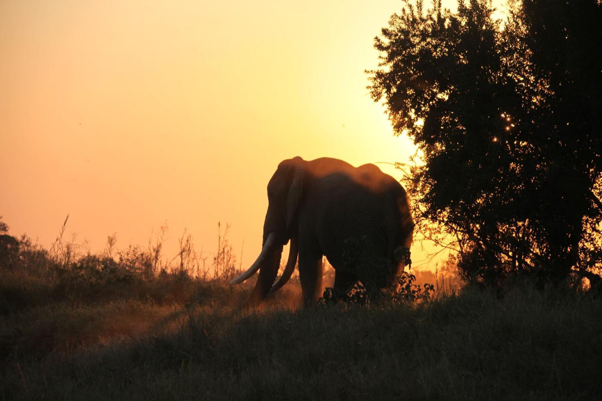 Karongwe Portfolio - Kuname Lodge Karongwe Game Reserve Eksteriør bilde