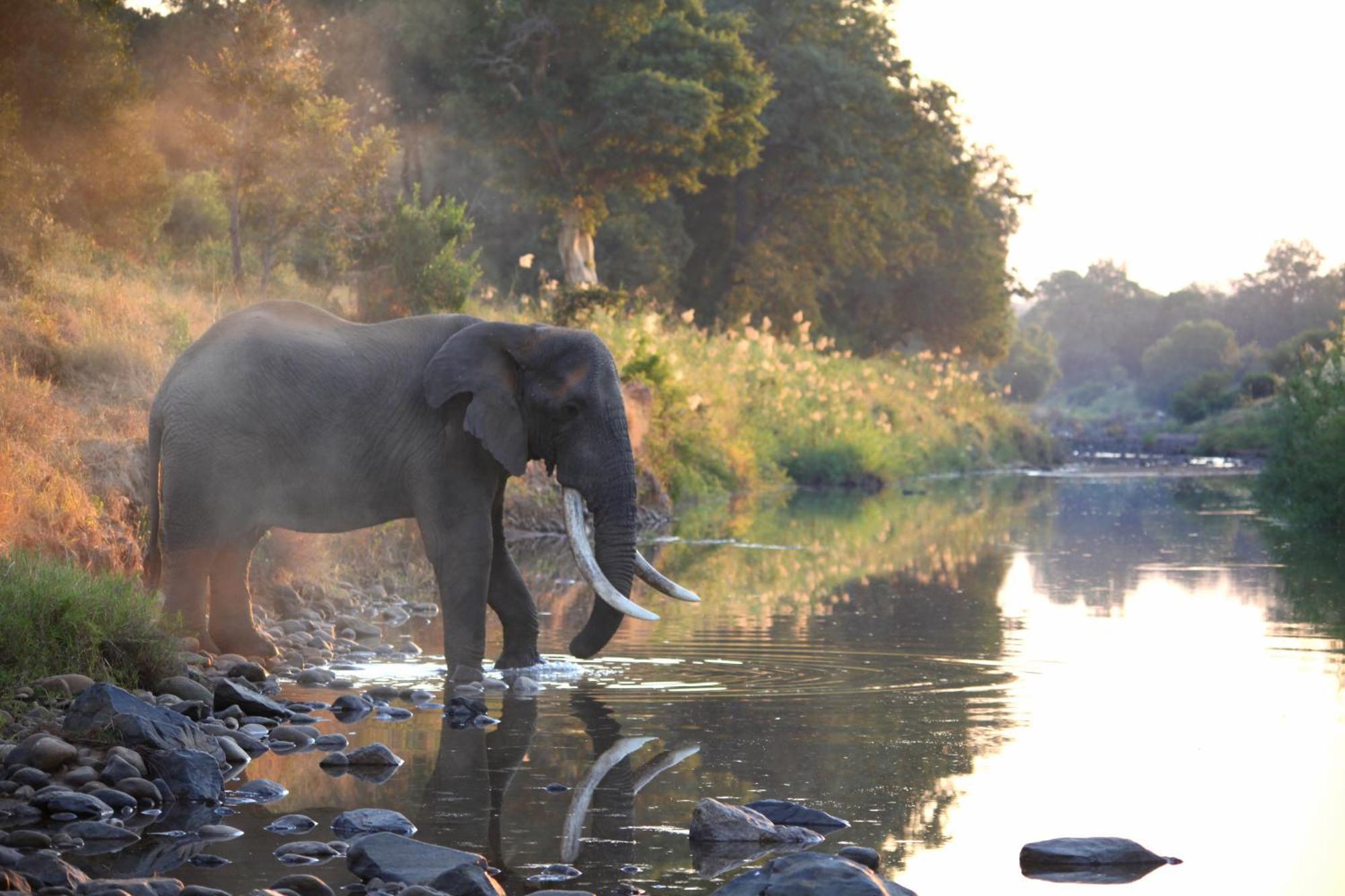 Karongwe Portfolio - Kuname Lodge Karongwe Game Reserve Eksteriør bilde