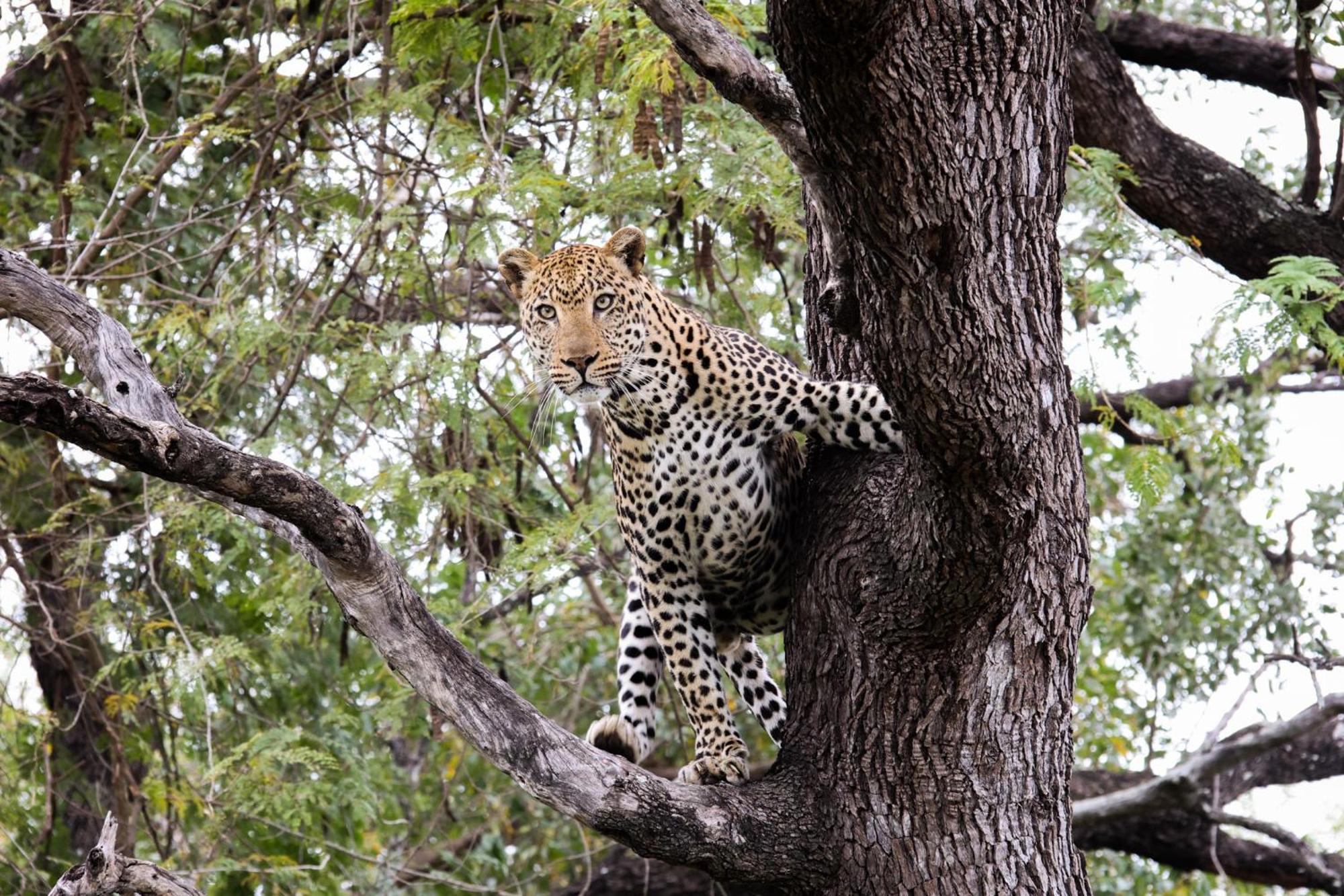 Karongwe Portfolio - Kuname Lodge Karongwe Game Reserve Eksteriør bilde