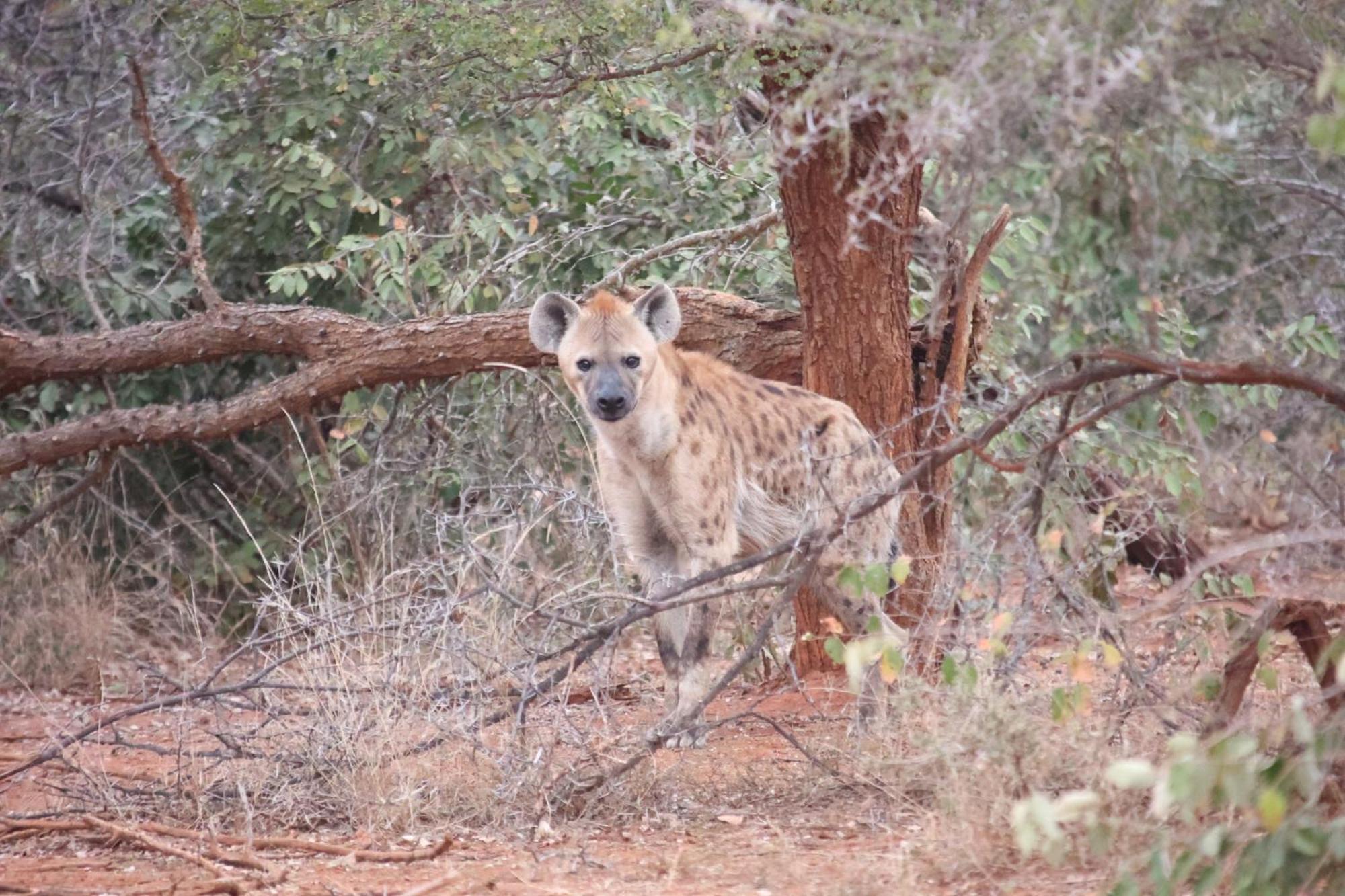 Karongwe Portfolio - Kuname Lodge Karongwe Game Reserve Eksteriør bilde