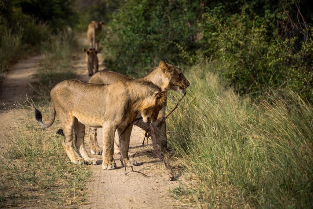 Karongwe Portfolio - Kuname Lodge Karongwe Game Reserve Eksteriør bilde